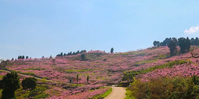 龙泉桃花节麻将图片