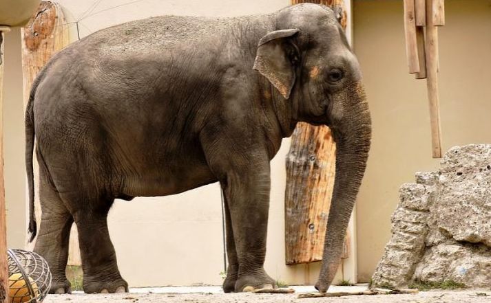 世界最悲伤的大象去世我们还要囚禁死多少动物才肯罢休