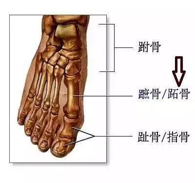 介于跗骨与趾骨间,在人体中,每足有五块,由内侧向外侧依次为第1