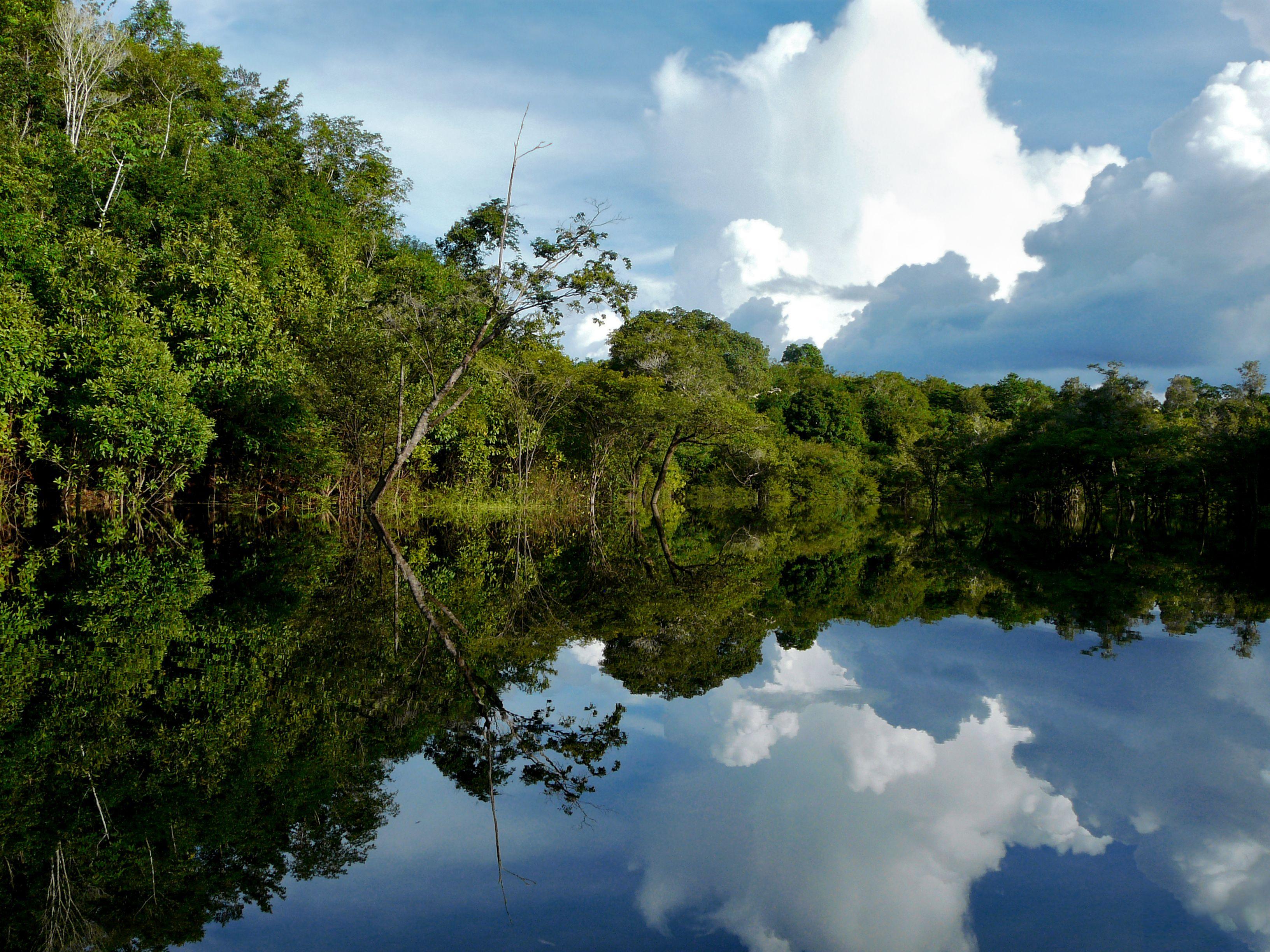 亚马逊热带雨林照片图片