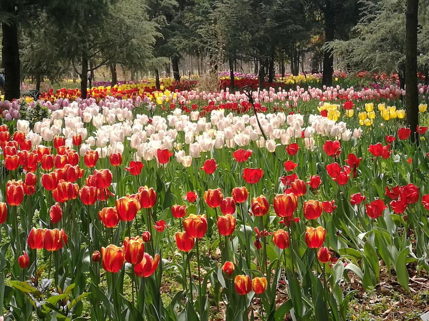 彩雲之南春意盎然百花芬芳鬱金香競相綻放