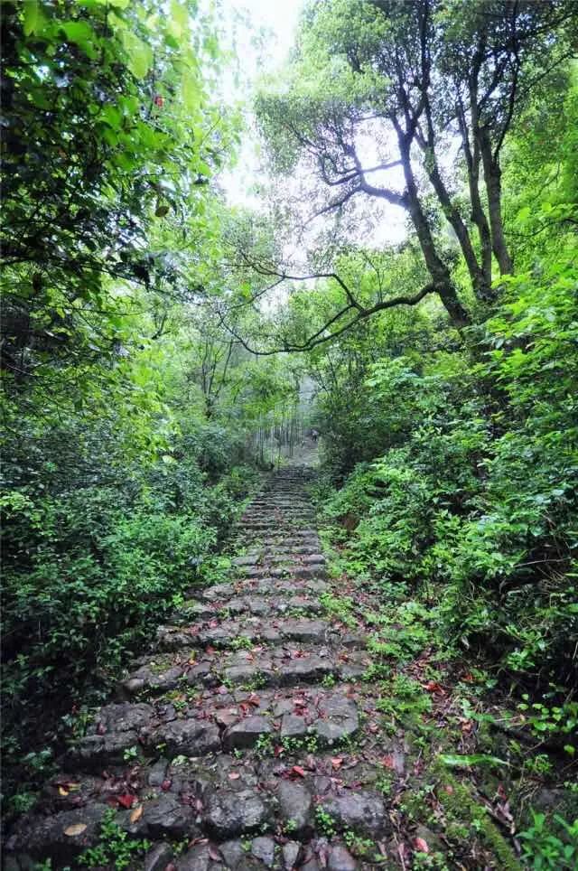 大别山国家森林步道图片