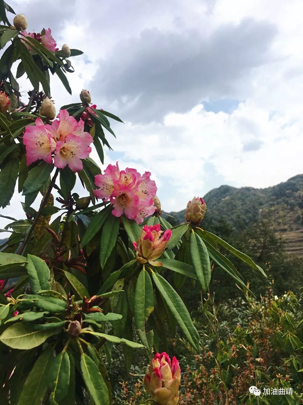 陽春三月麒麟東山萬畝杜鵑花漫山遍野遊客紛至沓來