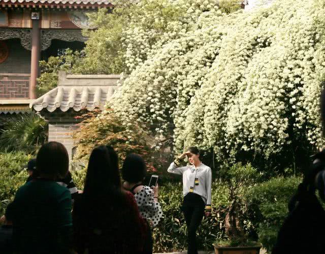 台儿庄古城最适合赏春拍照的打卡地，随手一拍就是文艺大片！