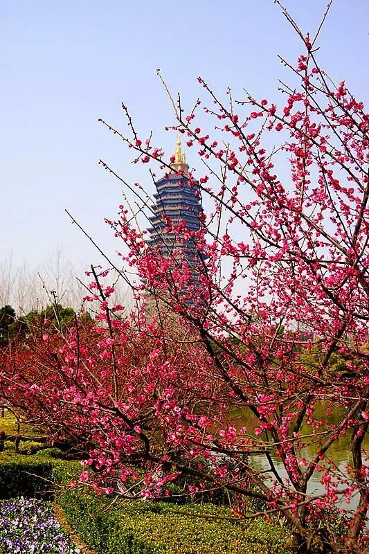 天晴去哪儿?常州一年十二个花展,十二个专类植物园