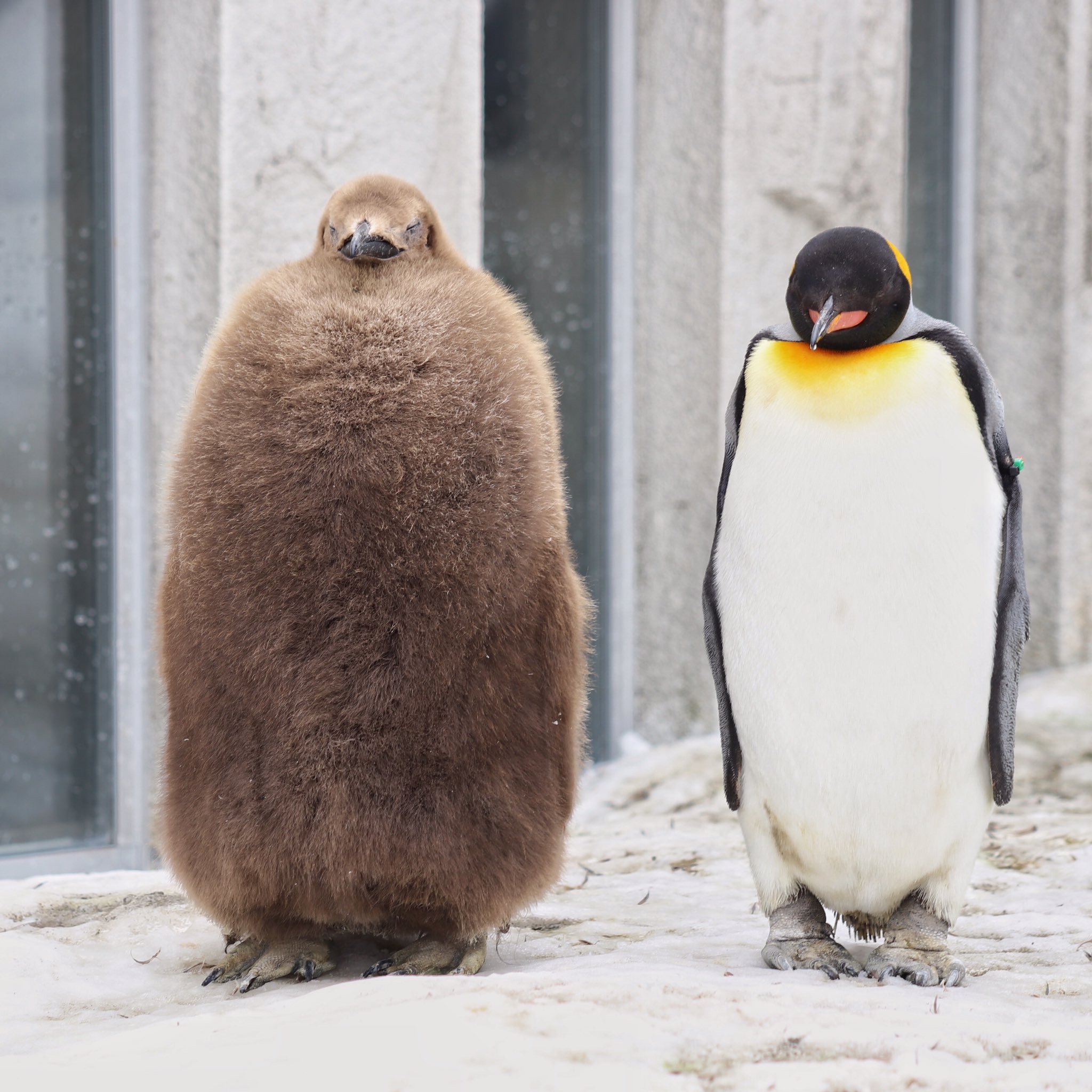 企鹅 南极企鹅摄影图__野生动物_生物世界_摄影图库_昵图网nipic.com
