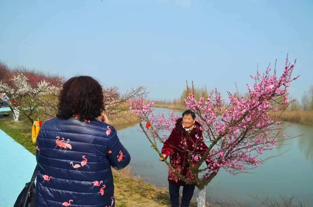 洪泽湖湿地梅花陆续进入盛花期,迎来一大波赏花大军!