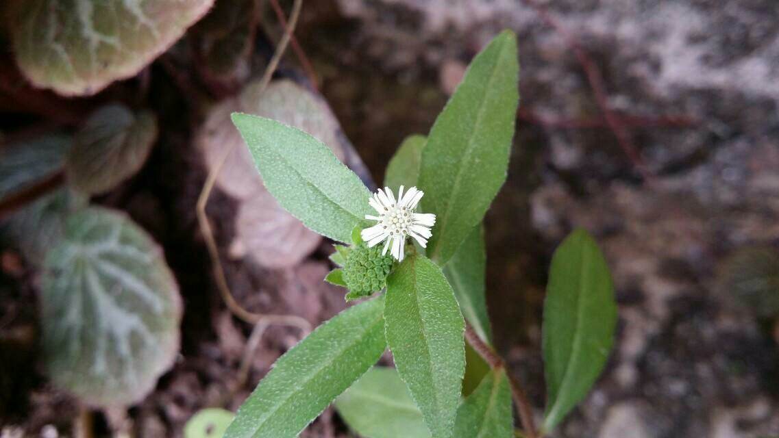 你眼中的野草,在潮汕人看來可能就是寶貝!效果堪比廣州涼茶!