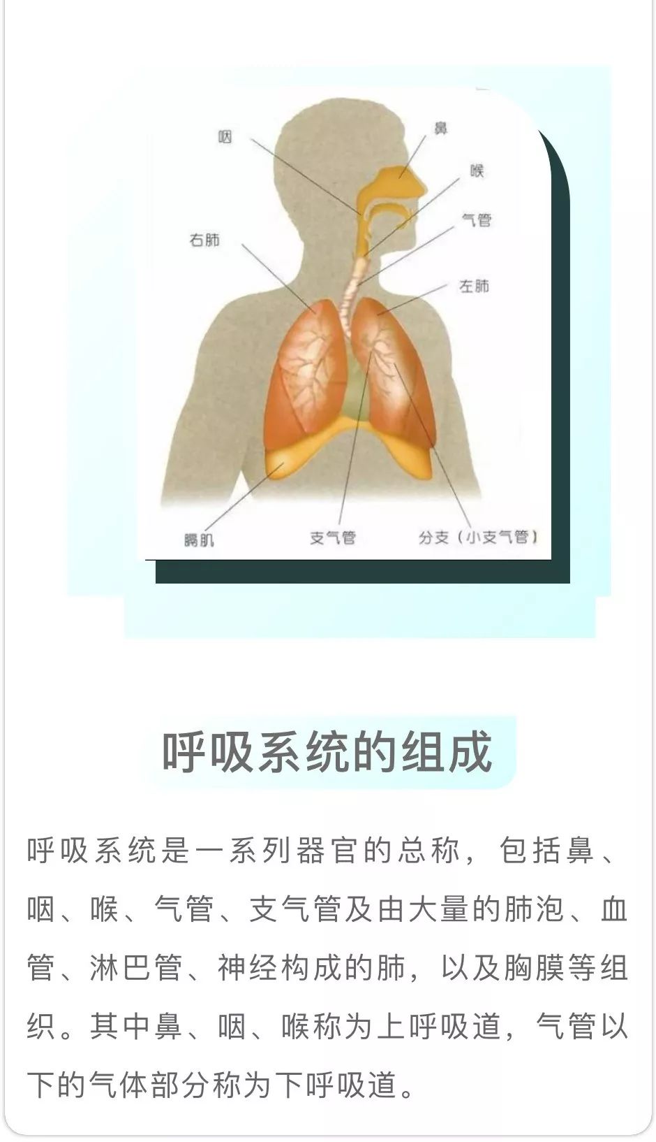 让我们重新认识呼吸!