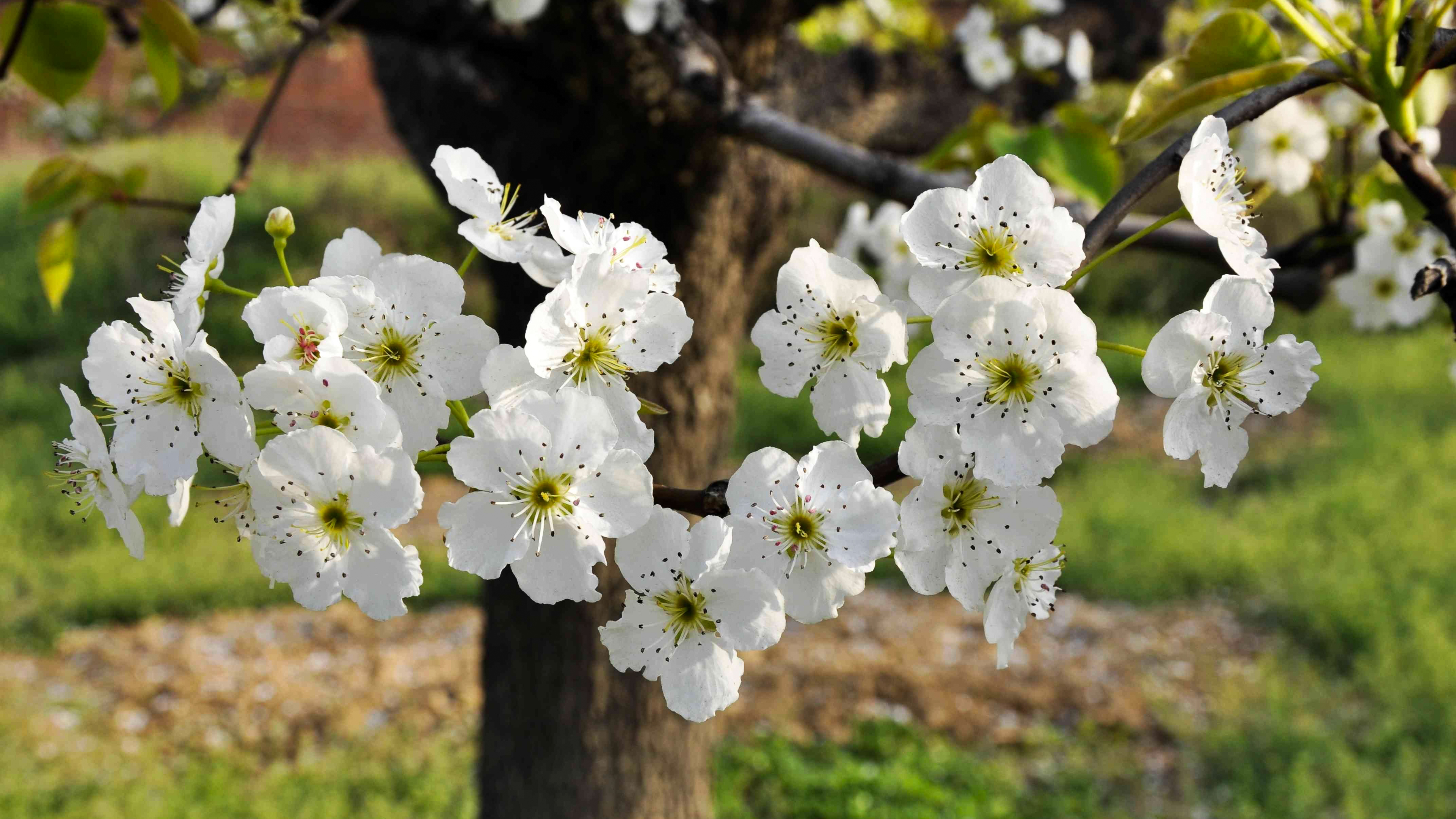 莲花山梨花图片