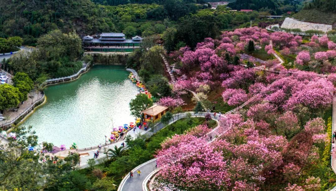 贵州醇景区樱花图片