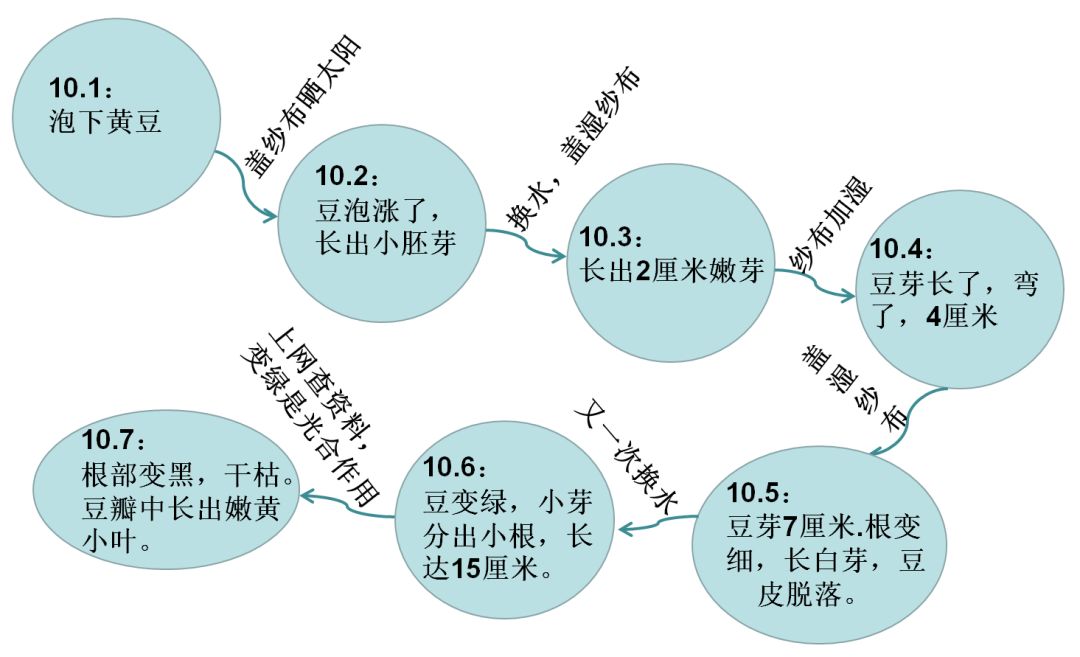 大豆思维导图图片