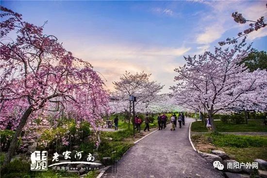 【賞花季】古柏渡賞櫻花一日遊,黃河邊的浪漫回憶_南陽