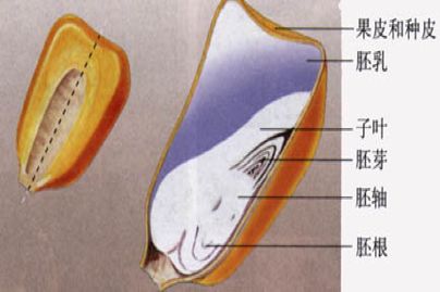 24,種子的主要結構(菜豆種子和玉米種子的異同點) 菜豆種子 有種皮和