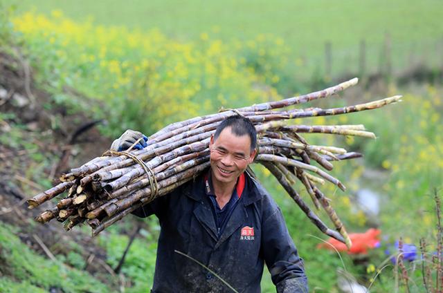 3月4日,在融安县东起乡良村村英村屯,一名蔗农在把砍收的甘蔗扛出蔗田