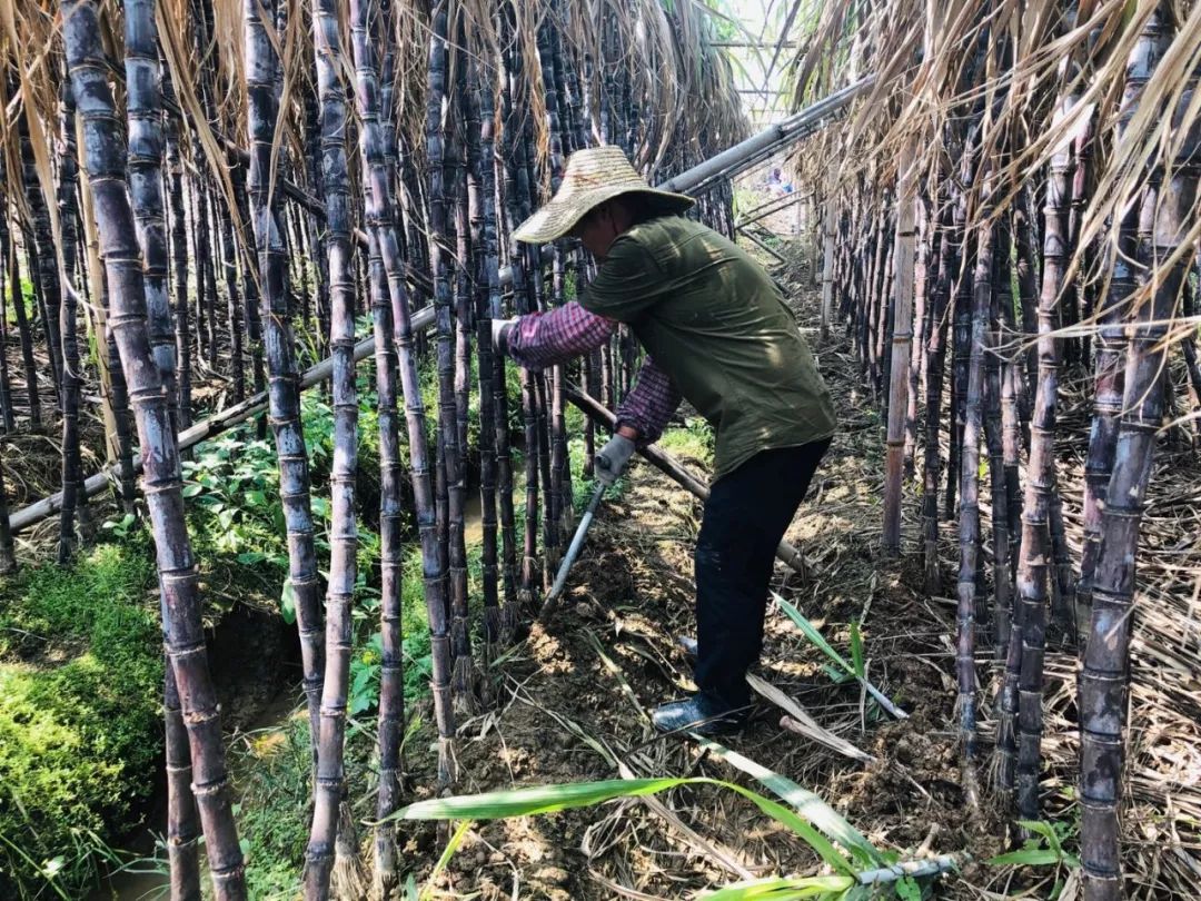 把正宗又好吃的广西南宁黑皮甘蔗带回兴宁啦!