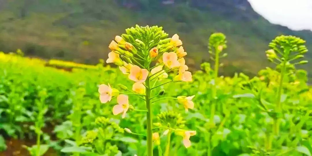 清远惊现数百亩与人同高的七彩油菜花田,白茫茫的梨花海,美得犯规了!