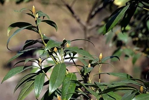 闽楠银鹊树瑶山梭罗天师栗方竹五味子细叶香桂青檀黄莲八角莲天麻还有