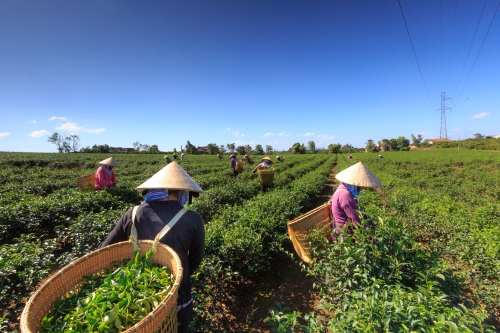 已經不止30億人愛喝茶了網紅奶茶為它增添人數