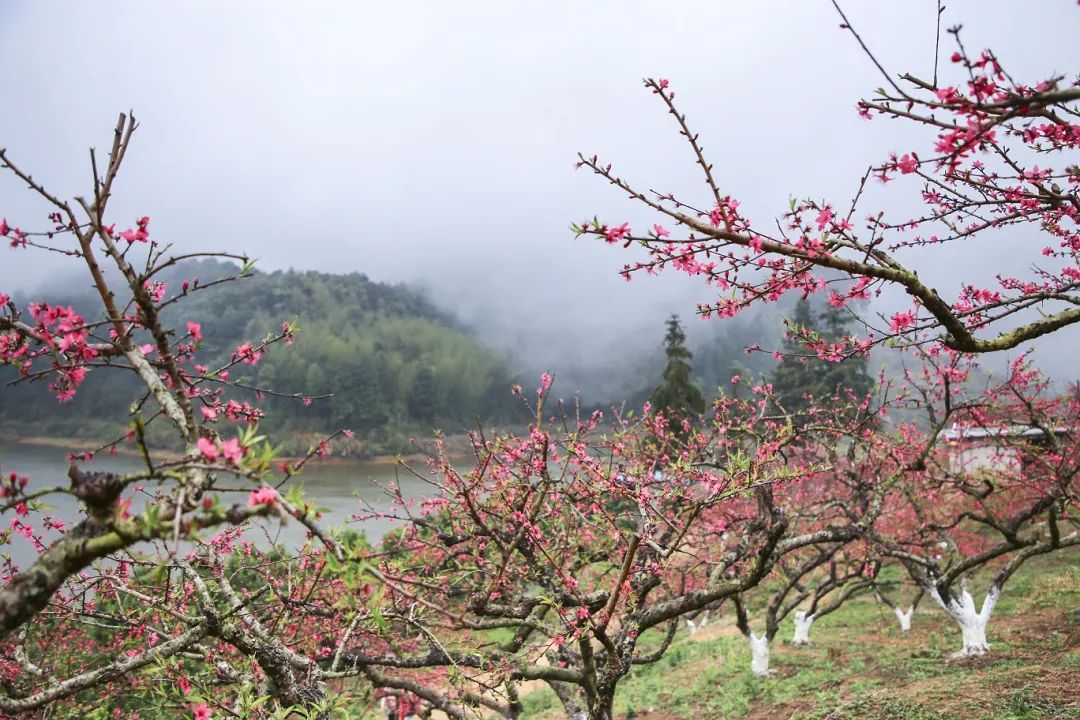 行至象頭山深處,忽逢桃花林,盛滿桃花的斜枝在煙雨中錯落有致,如同