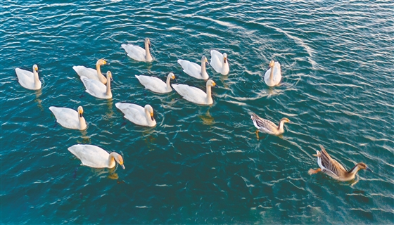 近日,左權縣國家溼地公園石匣水庫水面上,白天鵝在暢遊飛舞.