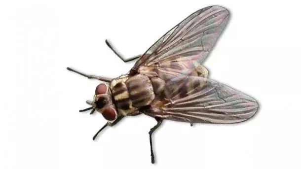 技术警惕苍蝇可传播非洲猪瘟病毒