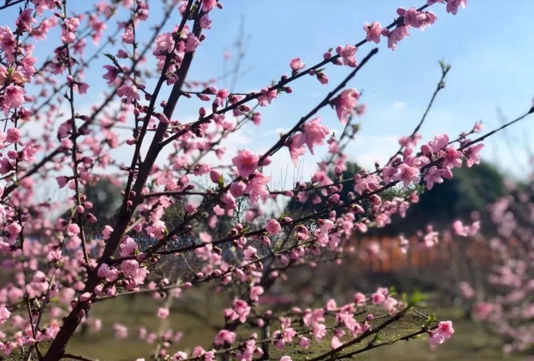 桃花已開,只等你來!