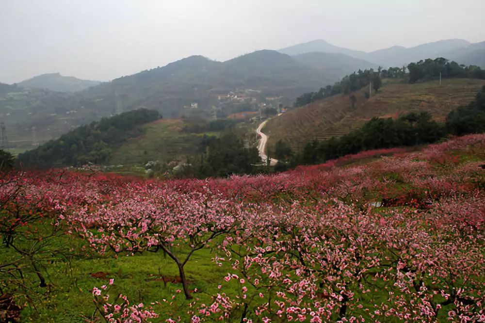 重庆虎峰山桃花基地图片