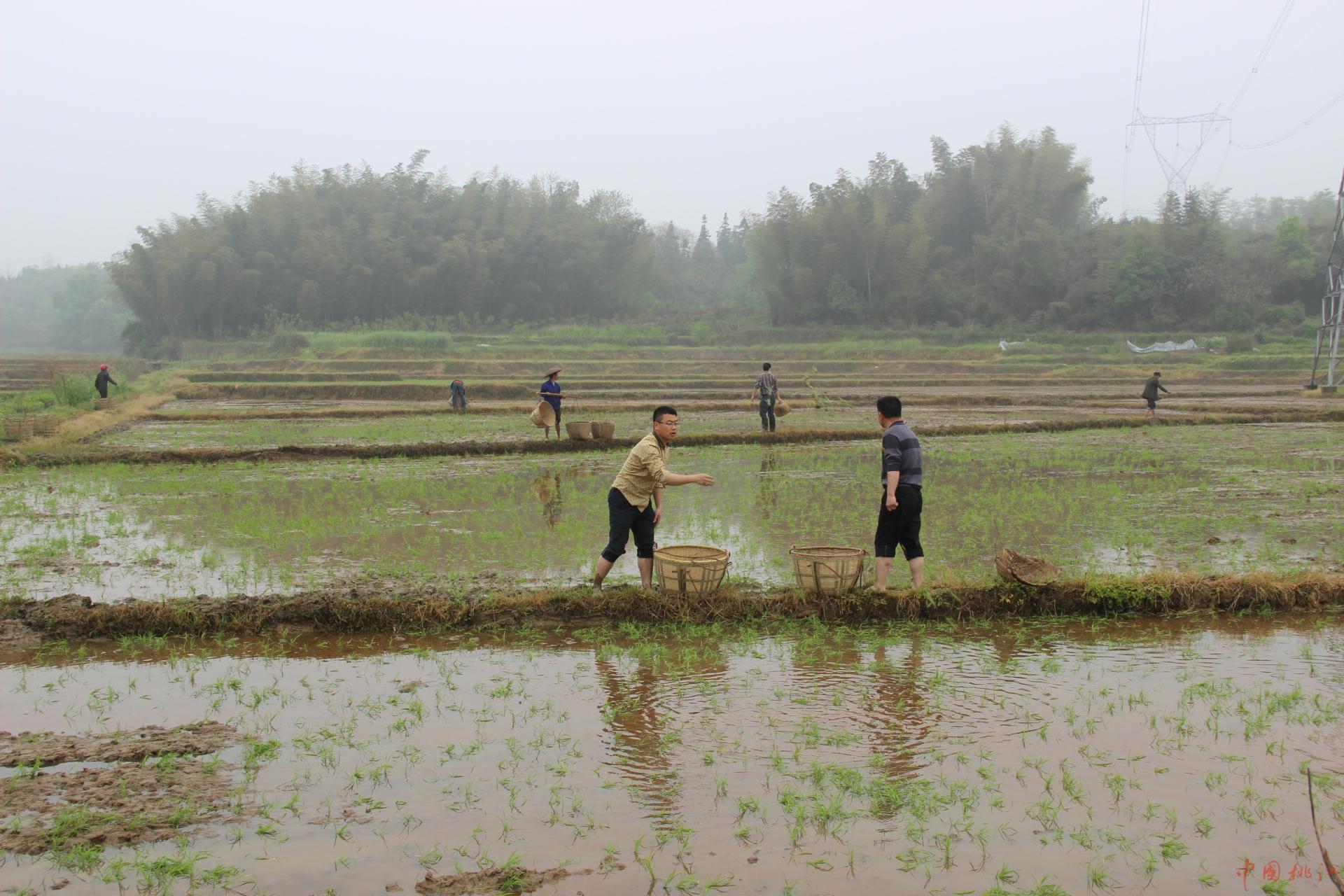 水稻抛秧栽培要领掌握塑盘育秧技术要点及抛栽的注意事项