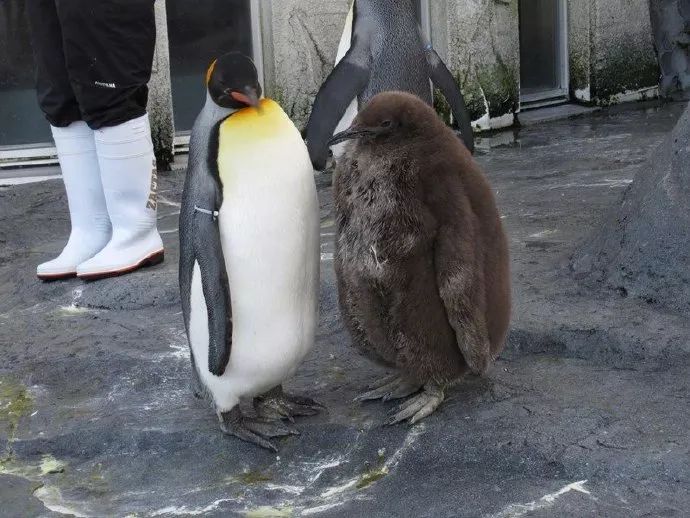 帝企鹅和王企鹅幼崽图片
