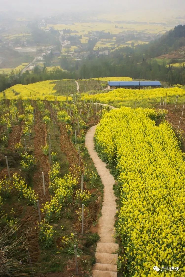 芦山龙门油菜花你还记得吗