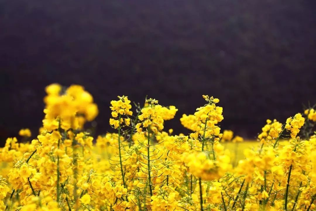 六枝木崗愛心油菜花節開幕了賞花正當時