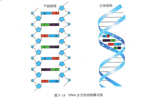 四种碱基图片