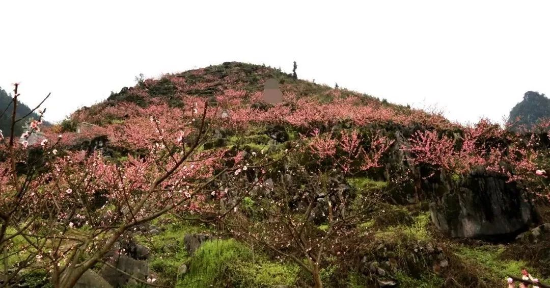 快來筠連縣巡司鎮四方村石漠上的桃花開了