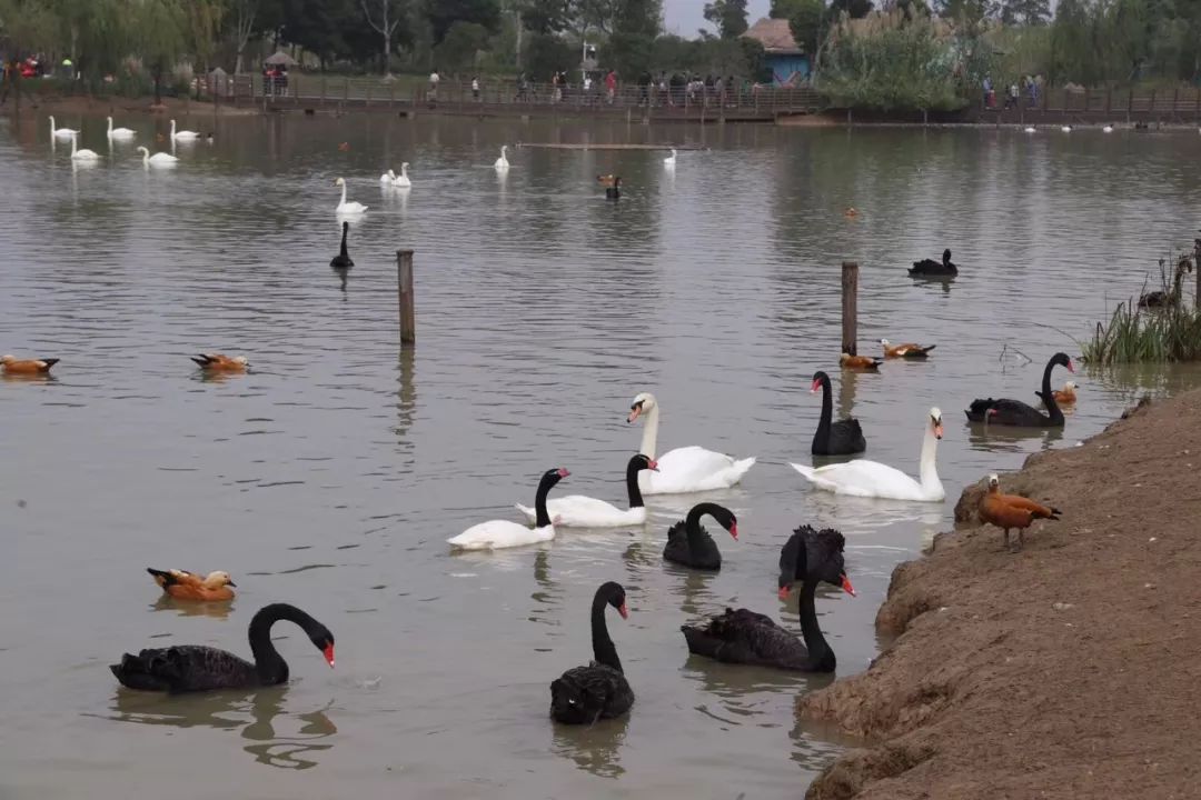 親子游摘草莓植樹農家樂固城湖水慢城金沙灘動物園高淳老街