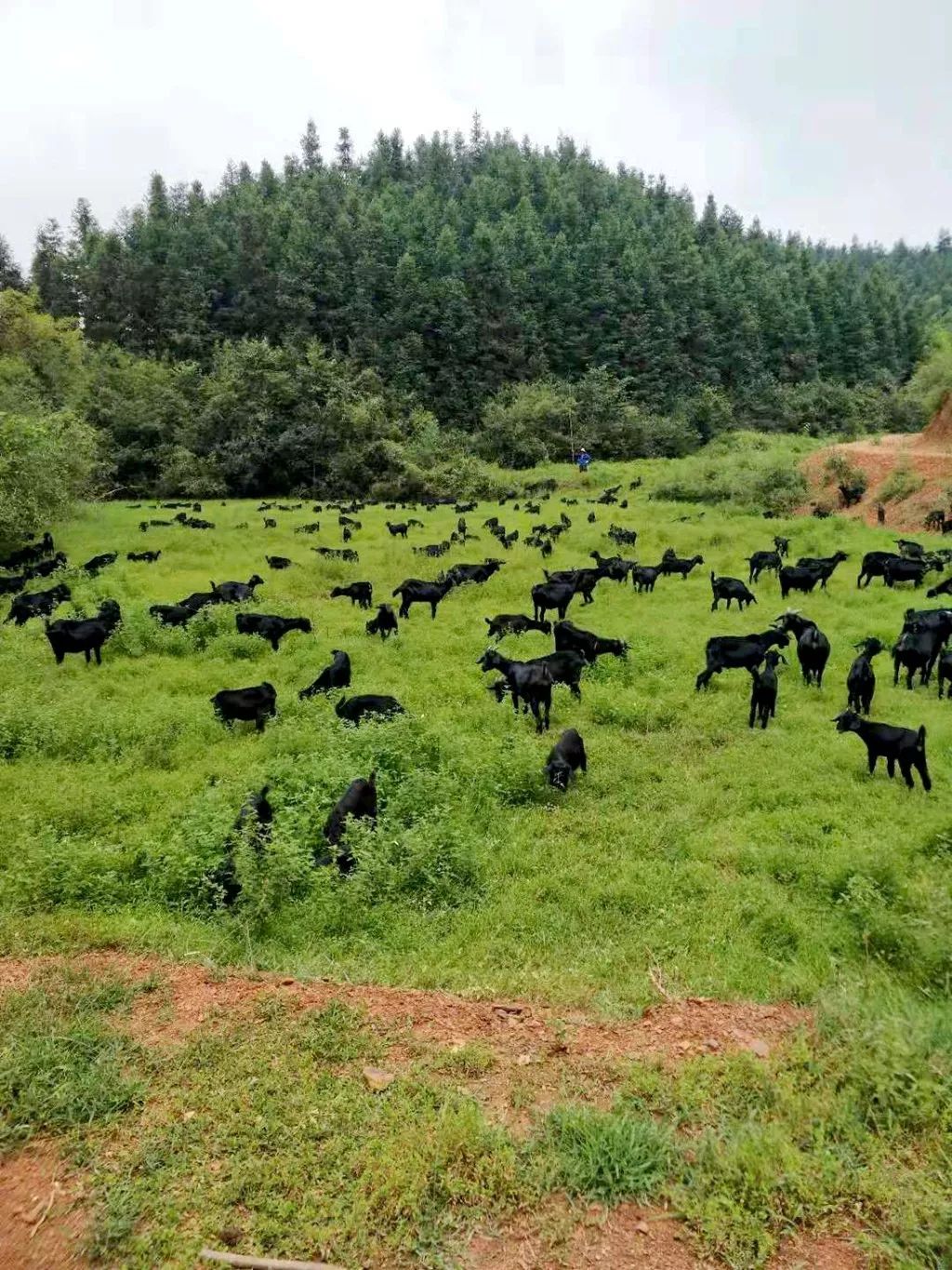 沂蒙黑山羊养殖基地图片