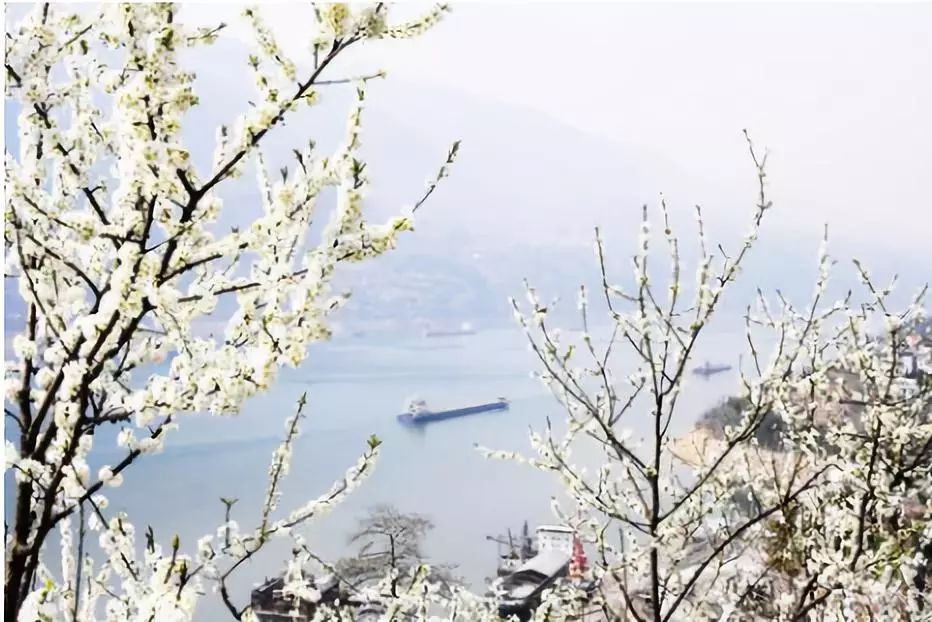 第二届长江三峡(巫山)李花节16日开幕