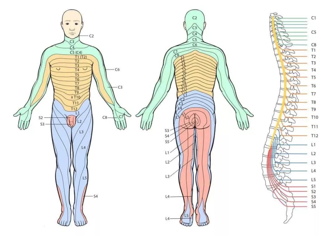下肢神经分布图支配图片
