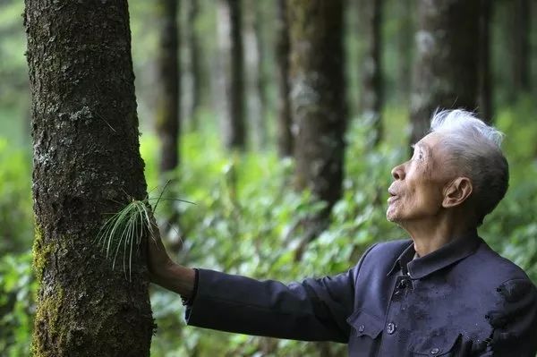 星星火炬之声┃杨善洲植树绿荒山