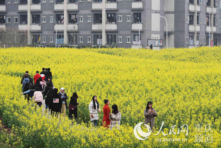 近日,阳光明媚,春暖花开,重庆大学城部分高校的油菜花进入了盛花期