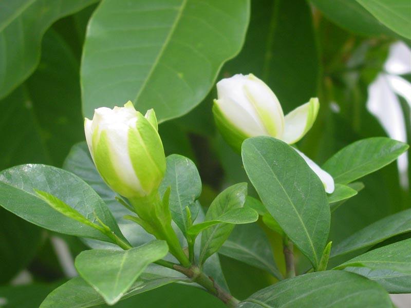 栀子花诗词精选一十八首栀子同心好赠人