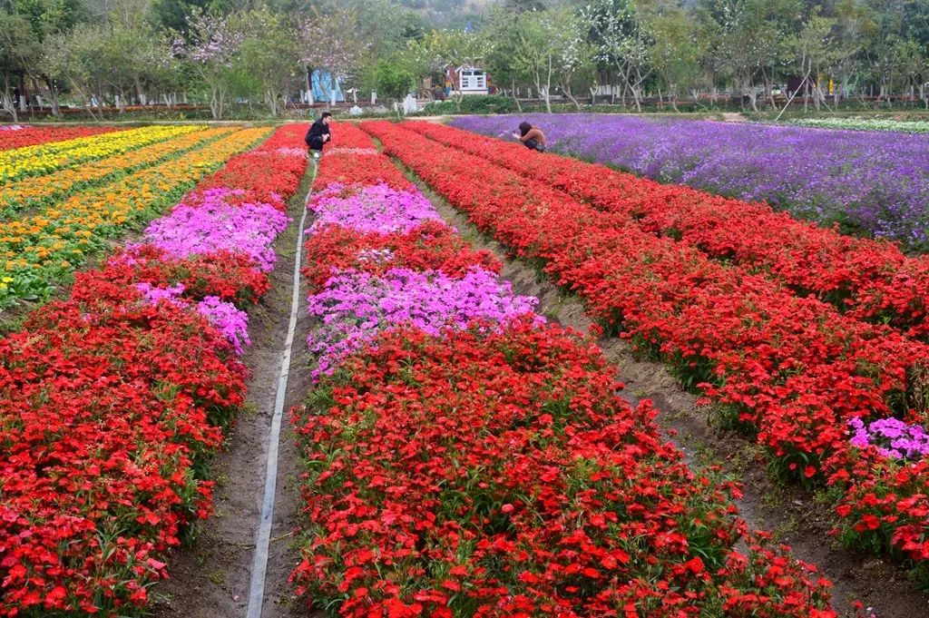 花海不信看看近景鏡頭下閃閃發光的桃花連花苞也似能掐出水般粉嫩陽光