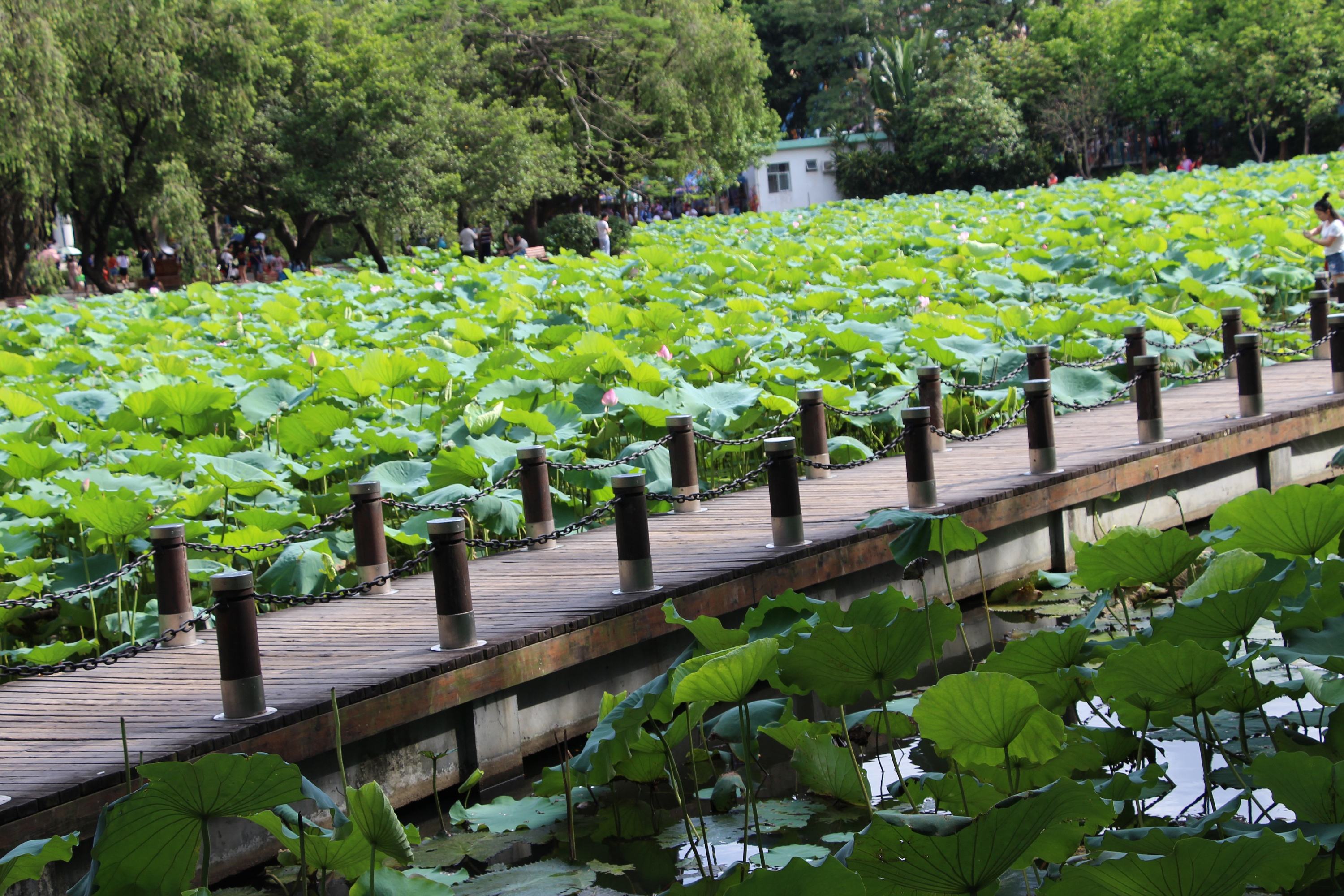 深圳公园合集徒步放风筝游玩均可享受舒适周末