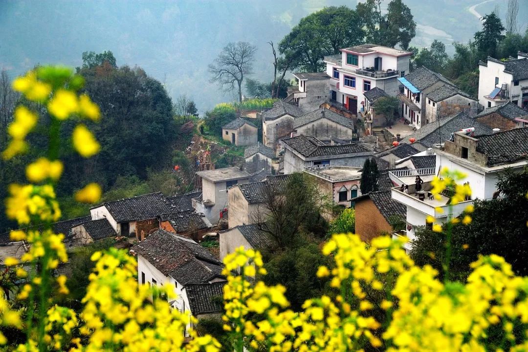 座標:安徽省黃山市歙縣 這裡藏著一個只賣花不賣魚的村落 賣花