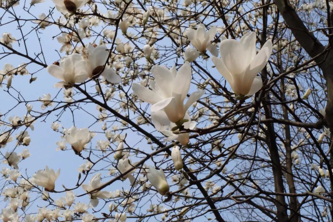 三月踏青在龍游春陽恰好花樹嘉