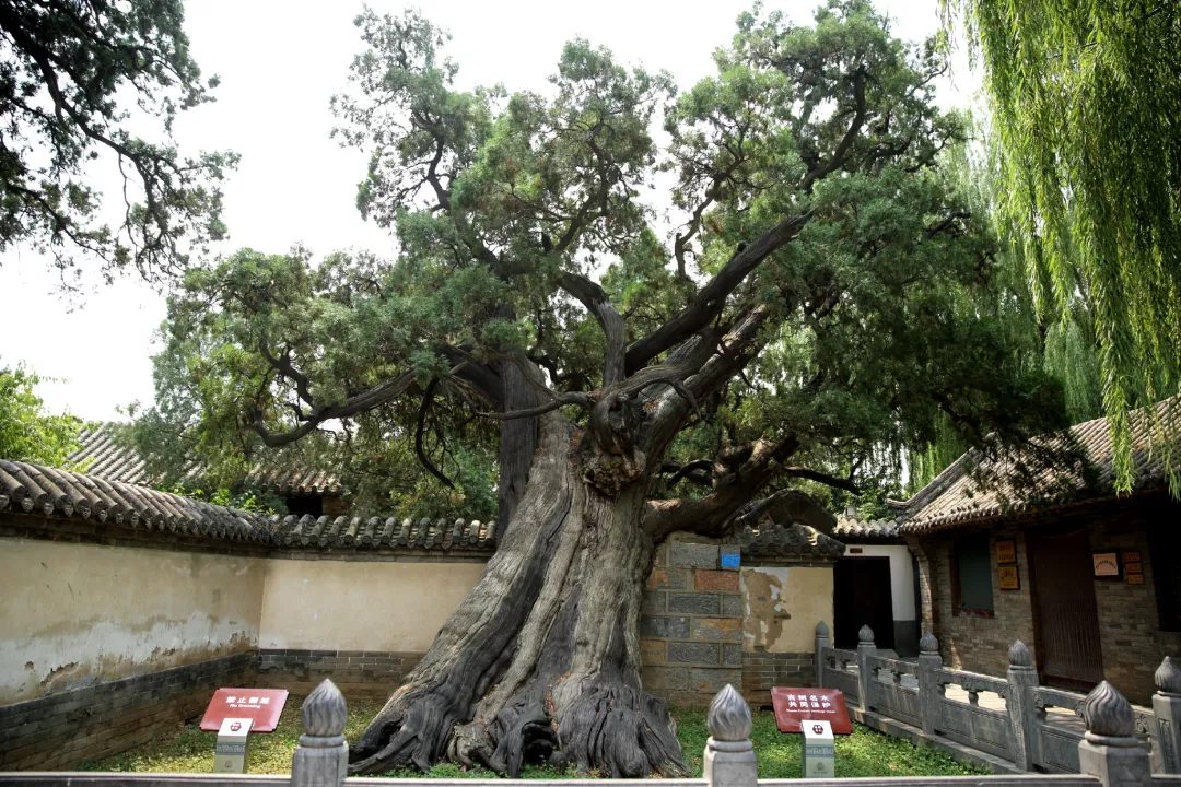 史书记载,北宋时期三株柏树并不在书院里面,是明代的登封知县侯泰扩建