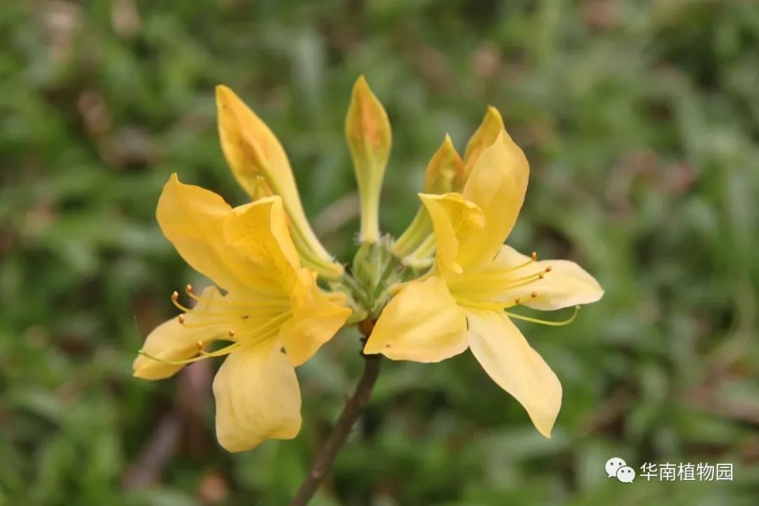 等了7年華南植物園的紫色禾雀花終於開了還有杜鵑花黃花風鈴木