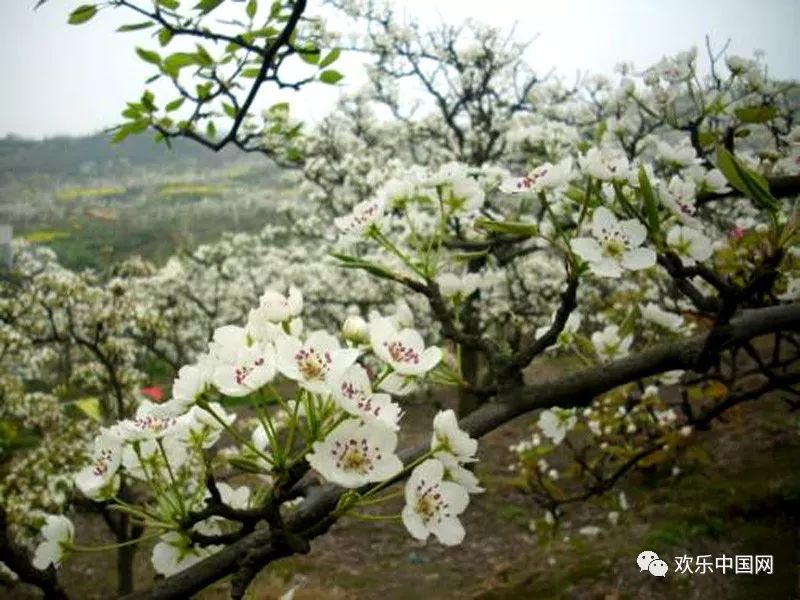 罗江梨花节地址图片