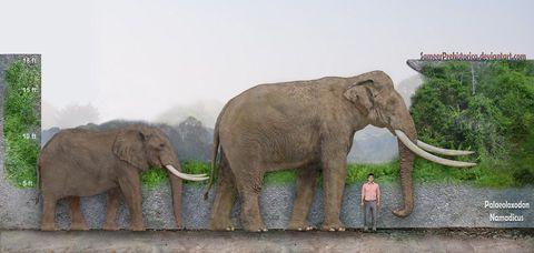 世界上最大的一只大象图片