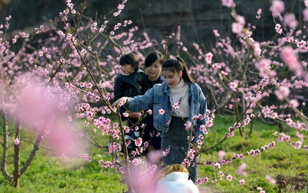 四川省南充市蓬安县两路乡首届桃花节开幕,吸引众多前来踏春赏花,领略